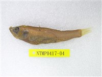 藏品(短鰭新燈籠魚)的圖片